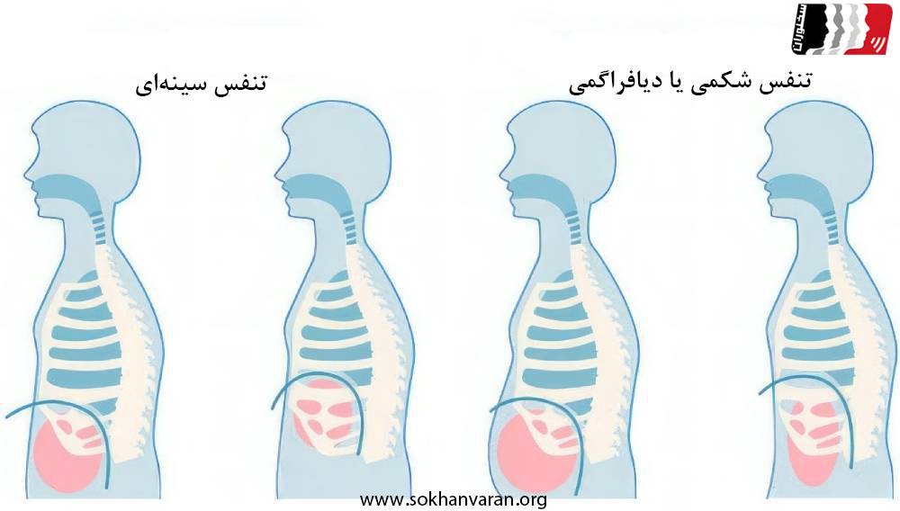 تنفس صحیح شکمی برای صداسازی حرفه‌ای